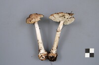 Amanita porphyria image